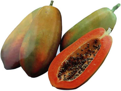 BDSresolve Hybrid papaya seeds for home garden/papaya seeds 36 Seed(36 per packet)