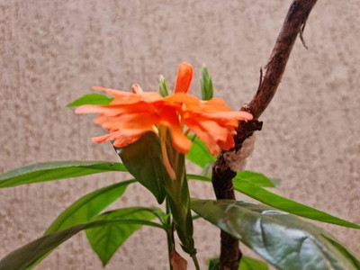 Kavya Craft kanakambaram-firecracker-crossandra Seed(37 per packet)
