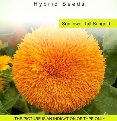 CYBEXIS Sunflower Tall Sungold400 Seeds Seed(400 per packet)