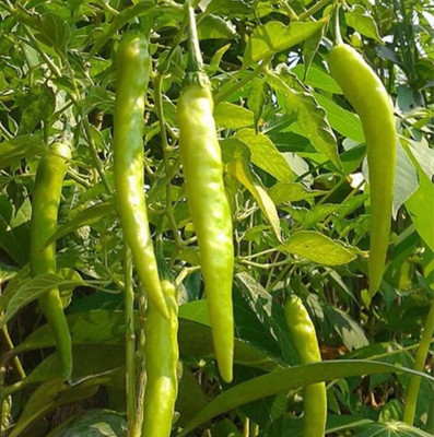 Farmonix Green Finger Chiili Pepper Seeds Seed(2000 per packet)