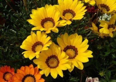 Quentova Gazania Flower-GBPUT-10B Seed(60 per packet)