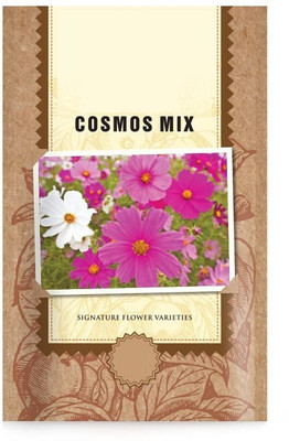 CYBEXIS HUA-65 - Cosmos Flower (Purple and White) - (270 Seeds) Seed(270 per packet)