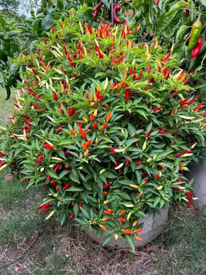 seedargo Hybrid f1 chilli seeds,green chili,red chilli,black chilli Seed (35 per packet) Seed(35 per packet)