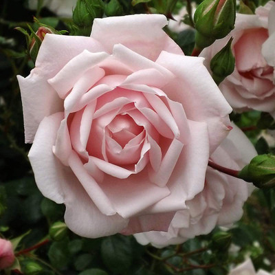 CYBEXIS XL-12 - Climbing Rose - White Roses - (100 Seeds) Seed(100 per packet)