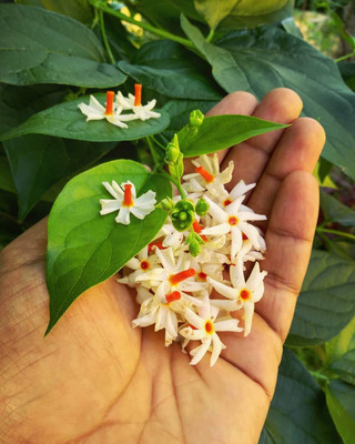 Aywal Rat Ki Rani Jasmine Parijat Harshringar Parijatak Flower Seed(75 per packet)