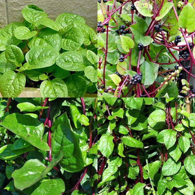 ibains Malabar spinach seeds 28 Seed(28 per packet)
