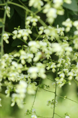 saheli gypsophila flower Seed(100 per packet)