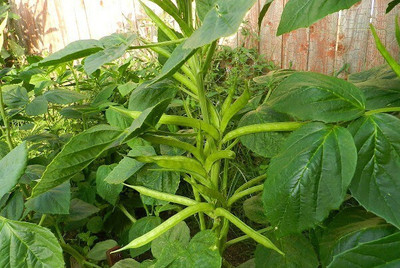 Quentova Cluster (Gawar) Bean-4X-VK Seed(50 per packet)