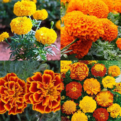 ibains Marigold seeds f1 54 Seed(54 per packet)
