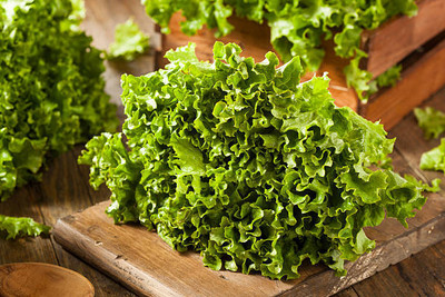 DEYS AGRO ™ High Yield lettuce seeds hybrid vegetable Seed(31 per packet)