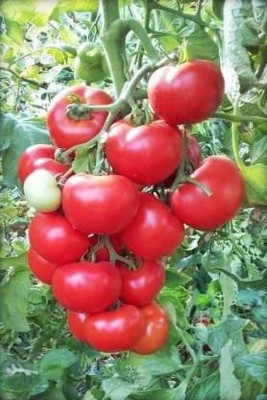 Aro Cherry Tomato, Tomato Seed(100 per packet)