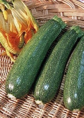 CYBEXIS Zucchini – Defender (Cucurbita pepo)400 Seeds Seed(400 per packet)