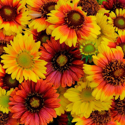 Aywal Gaillardia Seed(10 per packet)