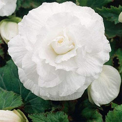 VibeX GBPUT-27 - White Begonia - (270 Seeds) Seed(270 per packet)