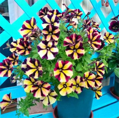 VibeX XLL-86 - Double Petals Petunia Mixed Color - (540 Seeds) Seed(540 per packet)