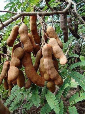 KANAYA IMLI seeds beej,Tamarind Seed(2 per packet)