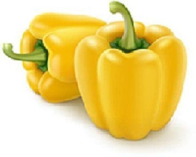 VibeX ATS-50 - Hybrid Yellow Capsicum - (1350 Seeds) Seed(1350 per packet)