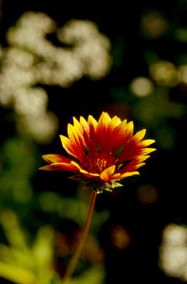 WATIKA Goblin' Blanket Flower Seed(40 per packet)