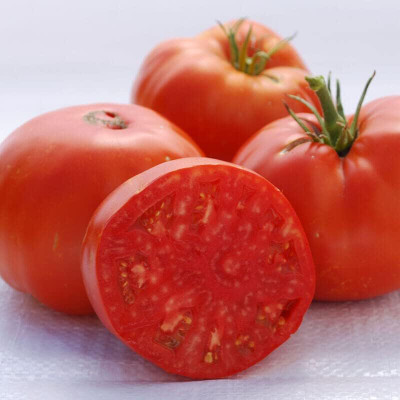 Qualtivate PUA5-A Tomato - Brandywine Red Seed(300 per packet)