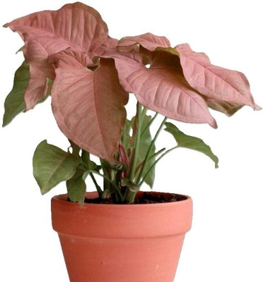 Botanicartsy Syngonium pink Seed(1 per packet)