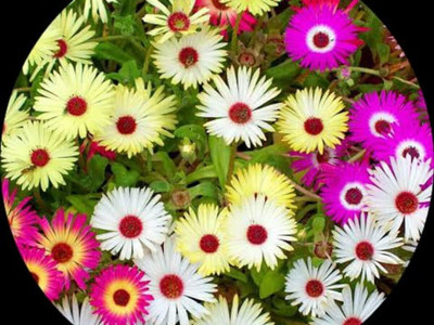 Lorvox Ice Flower / Mesembryanthemum Seed(15 per packet)