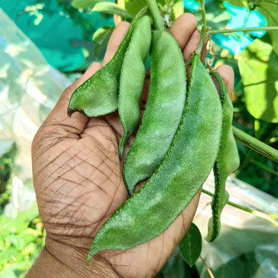 Biswas Bloom Shim Beans seed, Bean seed Seed(30 per packet)