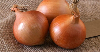 Qualtivate RES-1A Giant Onion Chalcedone Seed(500 per packet)