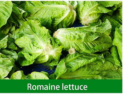 CYBEXIS Romaine Lettuce Seeds4000 Seeds Seed(4000 per packet)