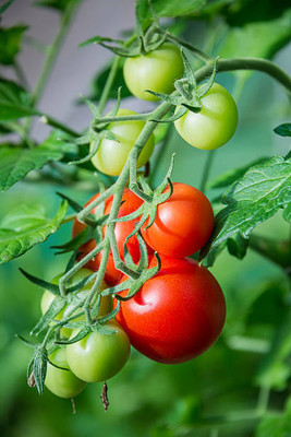 STARKC tomato Seed(150 per packet)