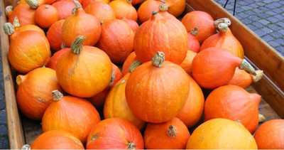 KNESSiN F1 Hybrid Hokkaido Orange Squash Summer Vegetable Seeds - (200 Seeds) Seed(200 per packet)
