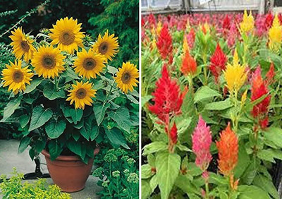 Aro Miniature sun flower Seed(70 per packet)