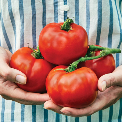 Quentova Rutgers Tomato 1gm Seeds-LIV-8J Seed(400 per packet)