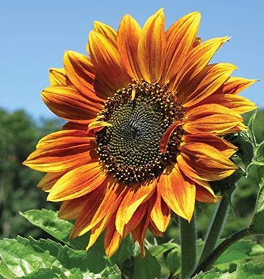 CYBEXIS XL-97 - Sunflower - (1350 Seeds) Seed(1350 per packet)
