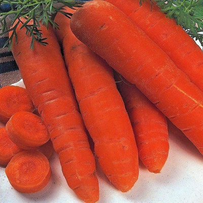 CYBEXIS Seeds of Vegetable Carrot Autumn King-500 Seeds Seed(500 per packet)