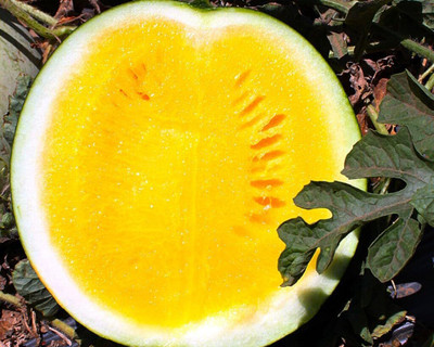 Biosnyg Easy to Grow Watermelon Yellow Star Fruit Seeds For Planting-(100 Seeds) Seed(100 per packet)