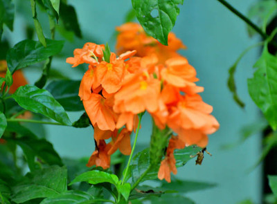dpays kanakambaram-firecracker-crossandra Seed(37 per packet)