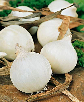 Aywal Onion White Kanda Vegetable Seed(325 per packet)