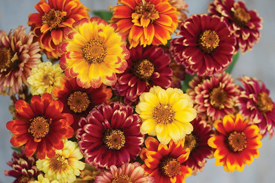 CYBEXIS Imp. Jazzy Mix Zinnia Seeds Seed(1 g)