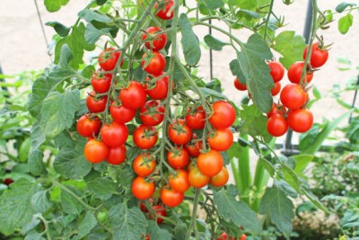 SGPM Collections tomato Seed(155 per packet)