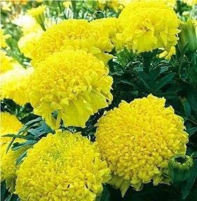 CYBEXIS Yellow Chrysanthemum-Shaped Marigold Seed(1 g)