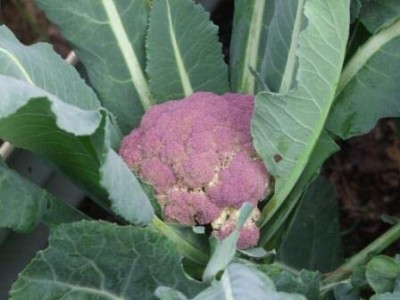 Aywal Purple cauliflower Gobi Seed(170 per packet)