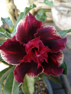 Qualtivate GUA-784 Double Red Magenta Desert Rose Adenium Seed(30 per packet)