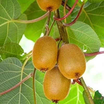 BJUBAS kiwi seeds for planting pack of 26 Seed(26 per packet)