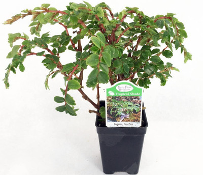 CYBEXIS LX-98 - Tiny Pink Begonia - (90 Seeds) Seed(90 per packet)