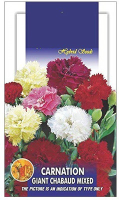 CYBEXIS Carnation Chaubad Mix Seed(50 per packet)