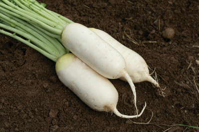 VINTI Summit Radish Seed Seed(2500 per packet)