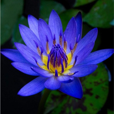 VibeX ® XXL-293 Nymphaea King Blue Hardy Water Lily Seeds Seed(25 per packet)