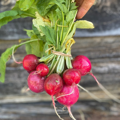 Cloud Farm Radish Globe Seed(100 per packet)