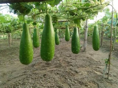 BSARKAR long louki/long bottle gourd seeds Seed(15 per packet)