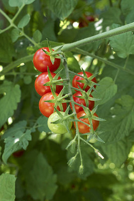 sabuja tomato Seed(115 per packet)